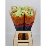 Dianthus Nelk ST Green Shot*20