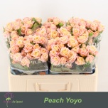 Kobarroos 50cm Peach Yo-yo