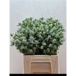 Eryngium Ogaputk White Glitter 40cm