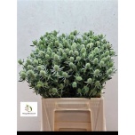 Eryngium Ogaputk White Glitter 40cm