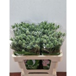 Eryngium Ogaputk White Glitter 50cm