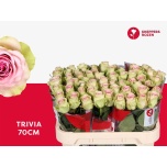 Roos 70cm Trivia