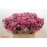 Chamelaucium Wax Flower Ninas Delight 60cm