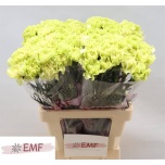 Dianthus Nelk ST Wasabi*20
