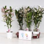 Dendrobium nobile mix 12cm