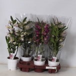 Dendrobium nobile mix 12cm