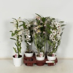 Dendrobium nobile mix 12cm