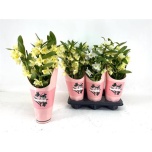 Dendrobium nobile mix 12cm