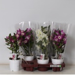 Dendrobium nobile mix 12cm