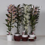 Dendrobium nobile mix 12cm