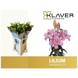 Lilium Liilia OR Gracefull 90cm