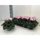 Cyclamen pers Alpikann sm super serie verano 10,5cm