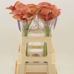 Zantedeschia Kalla Orange Pride Double 60cm