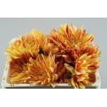 Dahlia Daalia striped vulcan 55cm