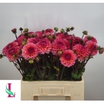 Dahlia Daalia Daisy Duke 50cm