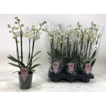 Phalaenopsis Kuuking Anthura Inverness 6ÕV 12cm