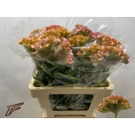 Celosia Mätashari C Muse Pink 55cm