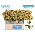 Hypericum Naistepuna Coco Gelato 50cm