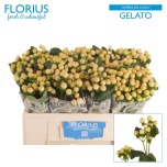 Hypericum Naistepuna Coco Gelato 50cm