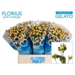 Hypericum Naistepuna Coco Gelato 60cm