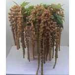 Amaranthus Rebashein Ca D W Goldie 70cm