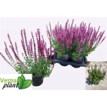 Salvia Salvei nemorosa overig 17cm