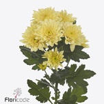 Chrysanthemum Krüsanteem SP Pastela Peach/Bellini*5