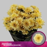 Chrysanthemum Krüsanteem Pastela Bellini