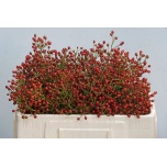 Rosebottle Kibuvits Magical Orange Cascade 50cm