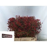 Rosebottle Kibuvits Magical Red Cascade 40cm