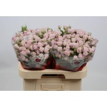 Kobarroos 60cm Lavender Queen