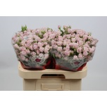 Kobarroos 60cm Lavender Queen