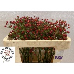 Rosa Kibuvits red pearl hiphop 50cm