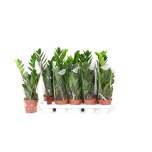 Zamioculcas Sulgvõhk 12cm
