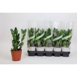 Zamioculcas Sulgvõhk 12cm