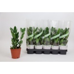 Zamioculcas Sulgvõhk 12cm