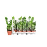 Zamioculcas Sulgvõhk 12cm