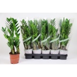 Zamioculcas Sulgvõhk 12cm
