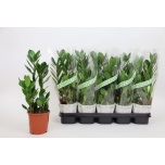 Zamioculcas Sulgvõhk 12cm