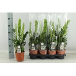 Zamioculcas Sulgvõhk 14cm