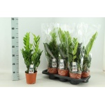 Zamioculcas Sulgvõhk 14cm