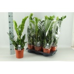 Zamioculcas Sulgvõhk 17cm