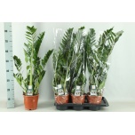 Zamioculcas Sulgvõhk 17cm