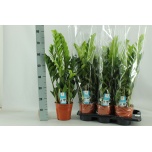 Zamioculcas Sulgvõhk 17cm