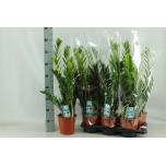 Zamioculcas Sulgvõhk 17cm