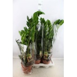Zamioculcas Sulgvõhk 17cm