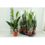 Zamioculcas Sulgvõhk 17cm
