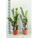 Zamioculcas Sulgvõhk 21cm