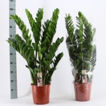 Zamioculcas Sulgvõhk 21cm