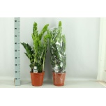 Zamioculcas Sulgvõhk 21cm